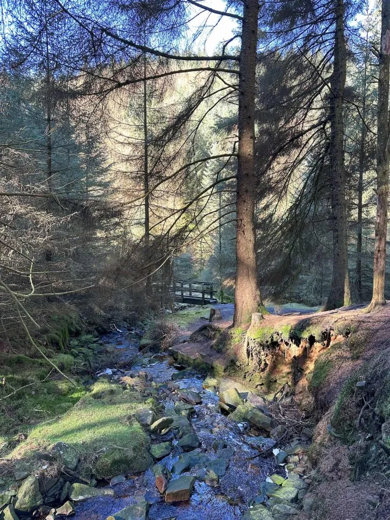 A wooden bridge in Snake Woodlands