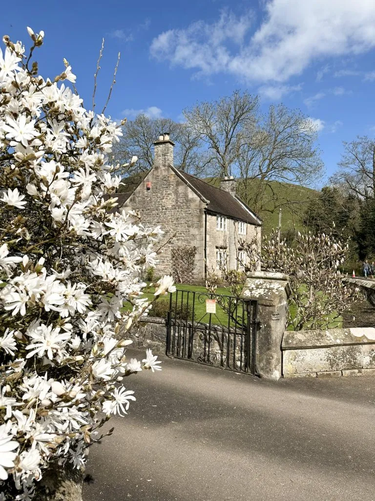 A pretty cottage with a magnolia tree in full bloom. 