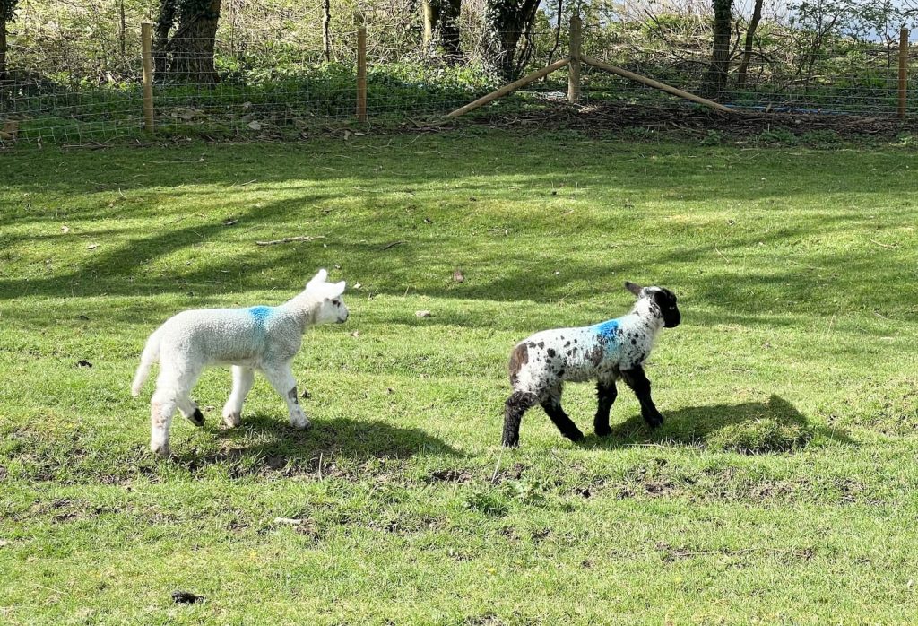 Some spring lambs in the sunshine