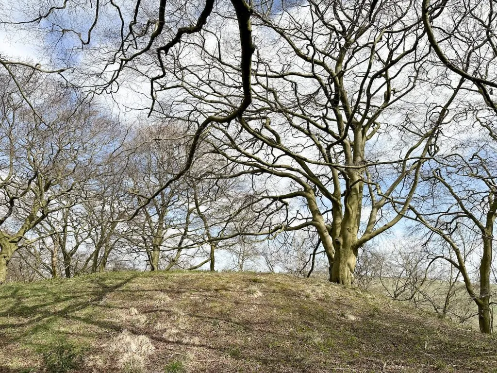 The summit of Bunster Hill, a wooded copse