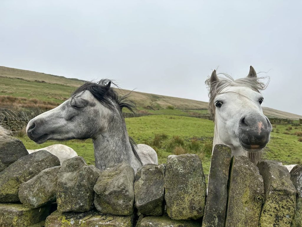 Two small ponies, one grey and one white, peering over a stone wall