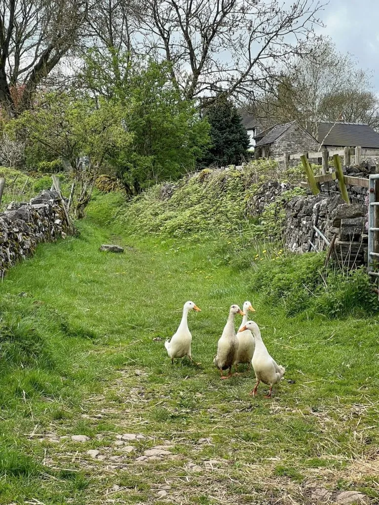 4 white runner ducks on a grassy country lane