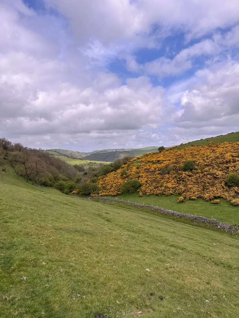 A countryside view with half the image showing a mass of yellow gorse bushes