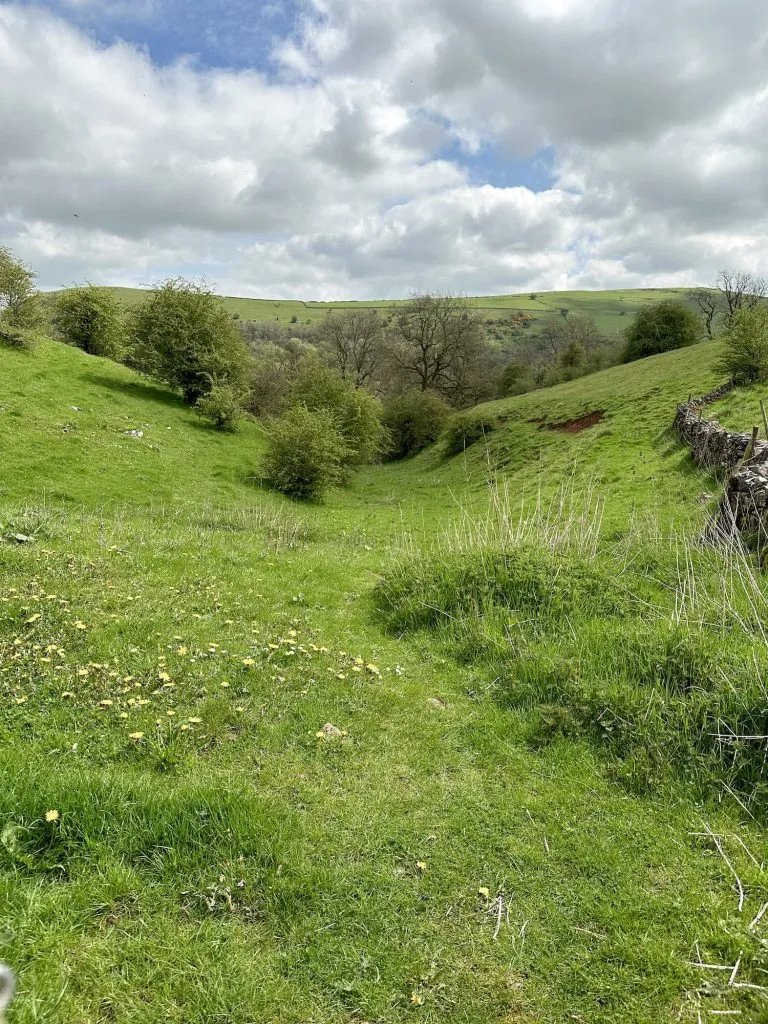 Rolling grassy fields with scattered hawthorn trees