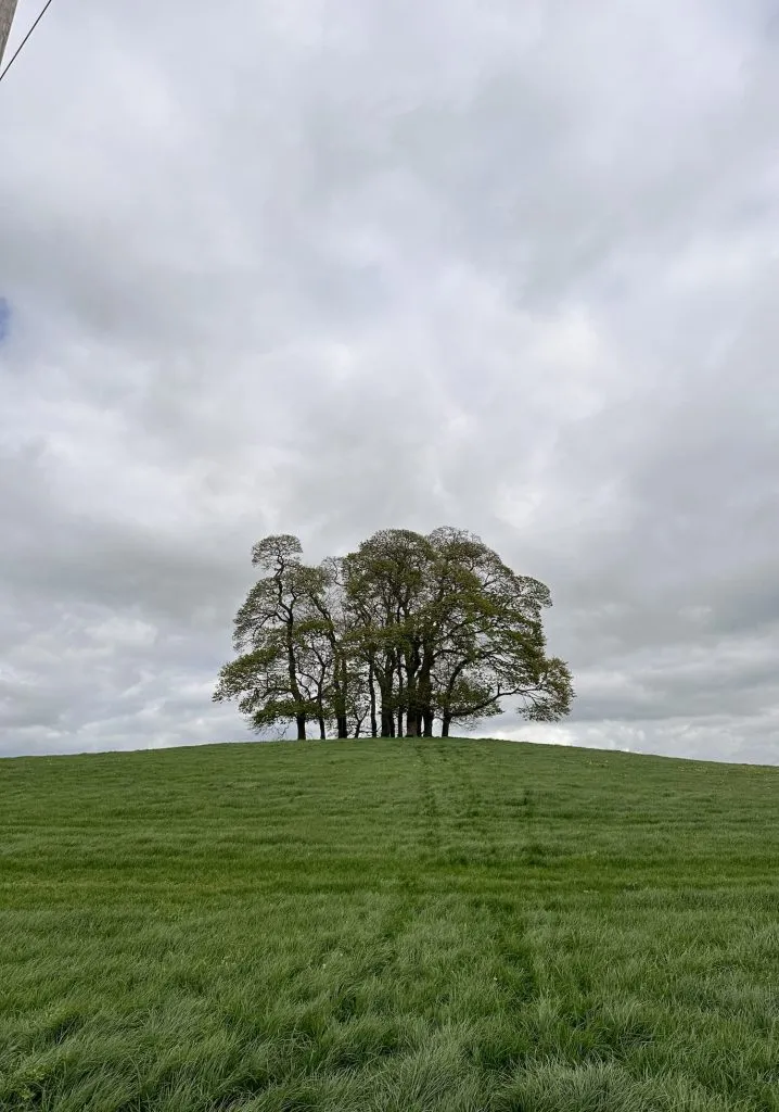 A small woodland copse on a green hilltop