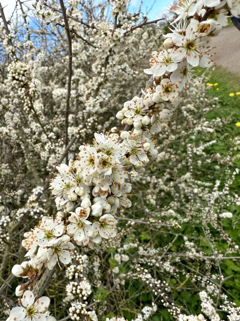 A close up of some hawthorn blossom