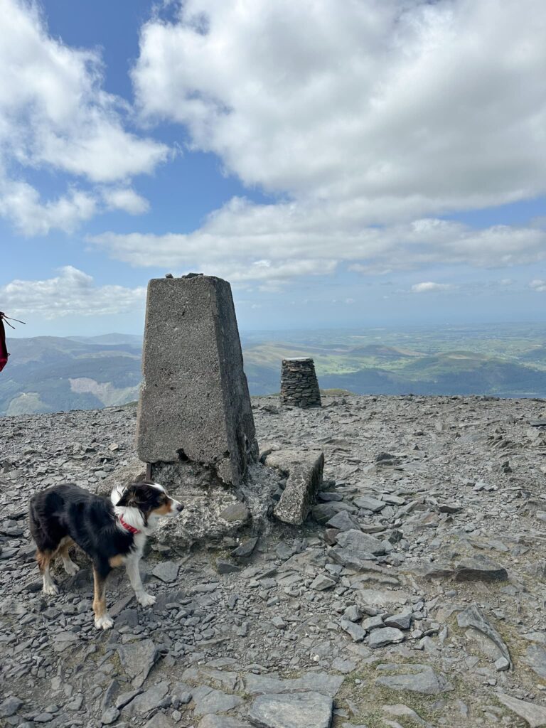 A collie dog at the Skiddaw trig point