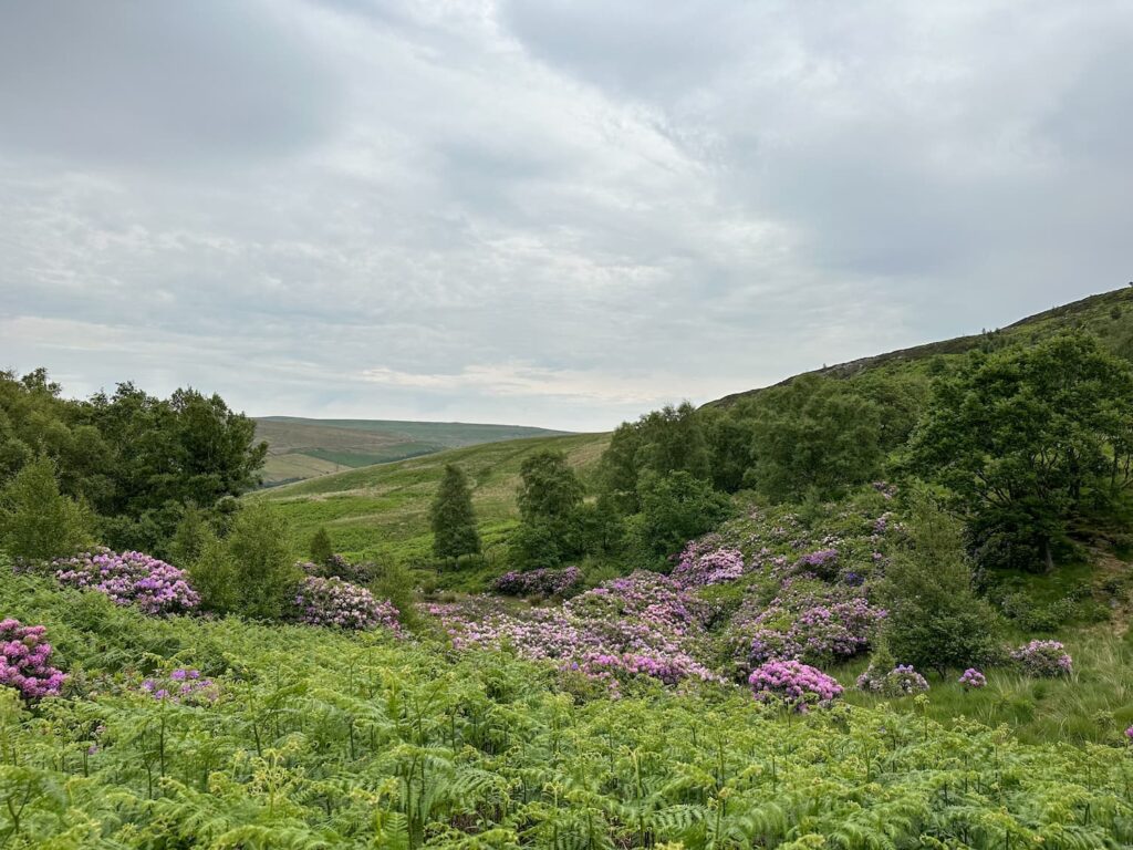 A moorland view with a collection of vivid pink and purple rhododendrons in the foreground