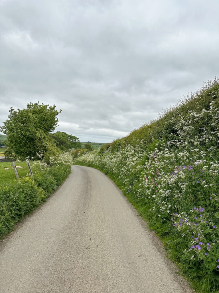 A country lane in the Lake District