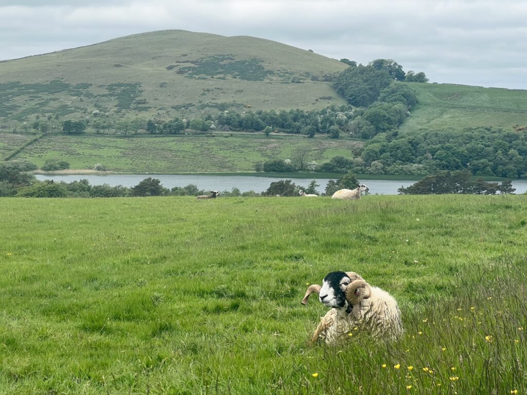 A view of Binsey, a fell in the Lake District, with a ram in the foreground. The ram is lying down.