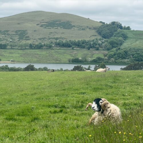 A view of Binsey, a fell in the Lake District, with a ram in the foreground. The ram is lying down.