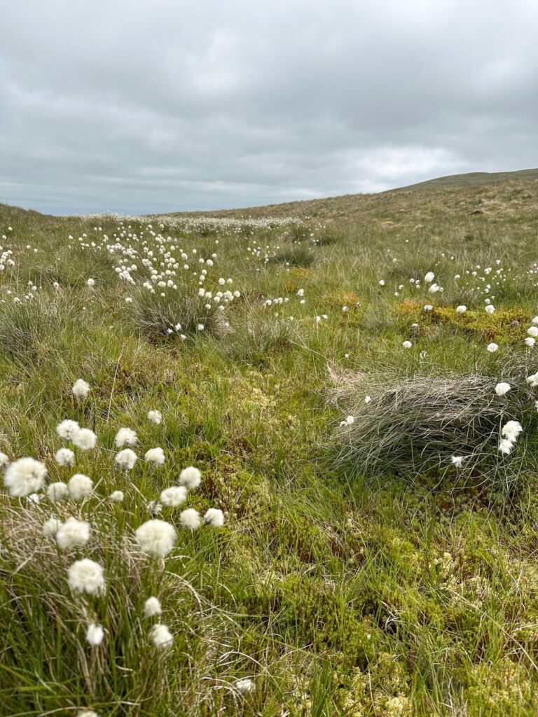 Early summer bog cotton grass