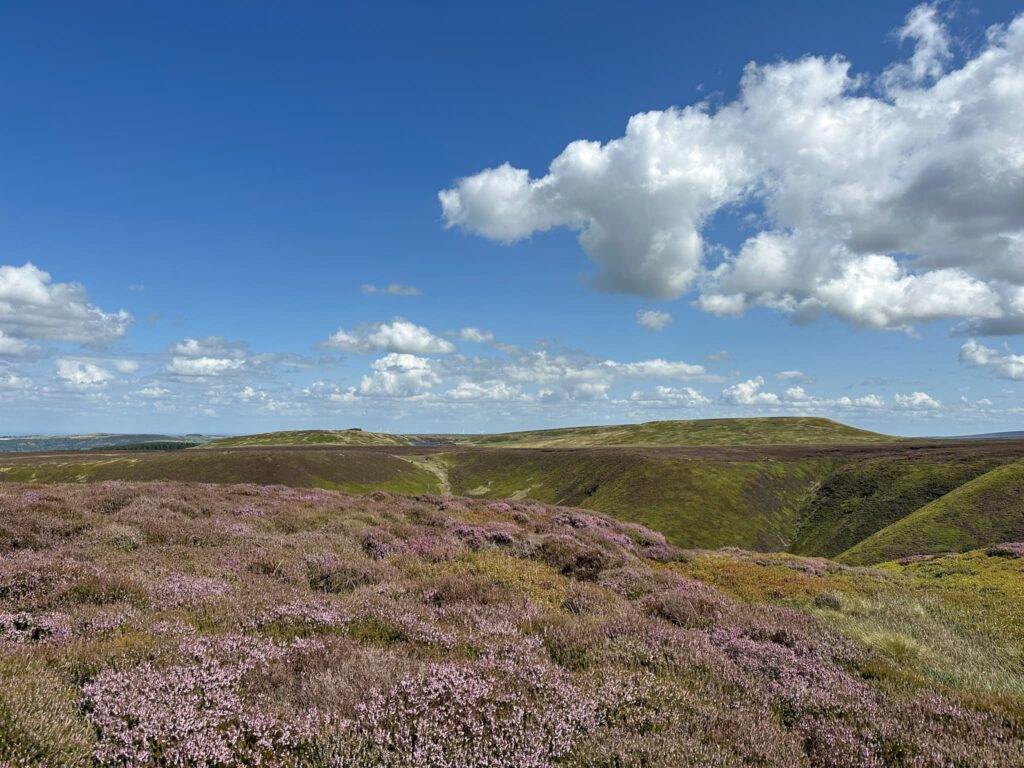 A heather filled moorland view