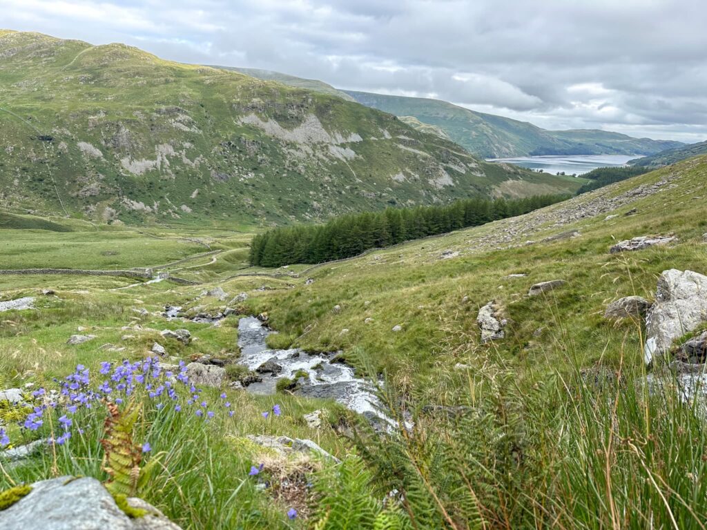 View over Haweswater with some purpley blue harebells in the foreground