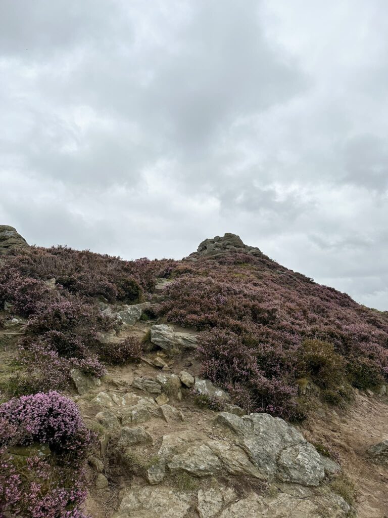 Win Hill with a covering of heather