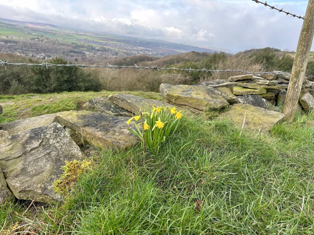 Some small daffodils growing next to a wall