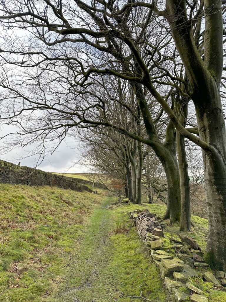 A line of trees to the right of the image with a moorland track running beneath them