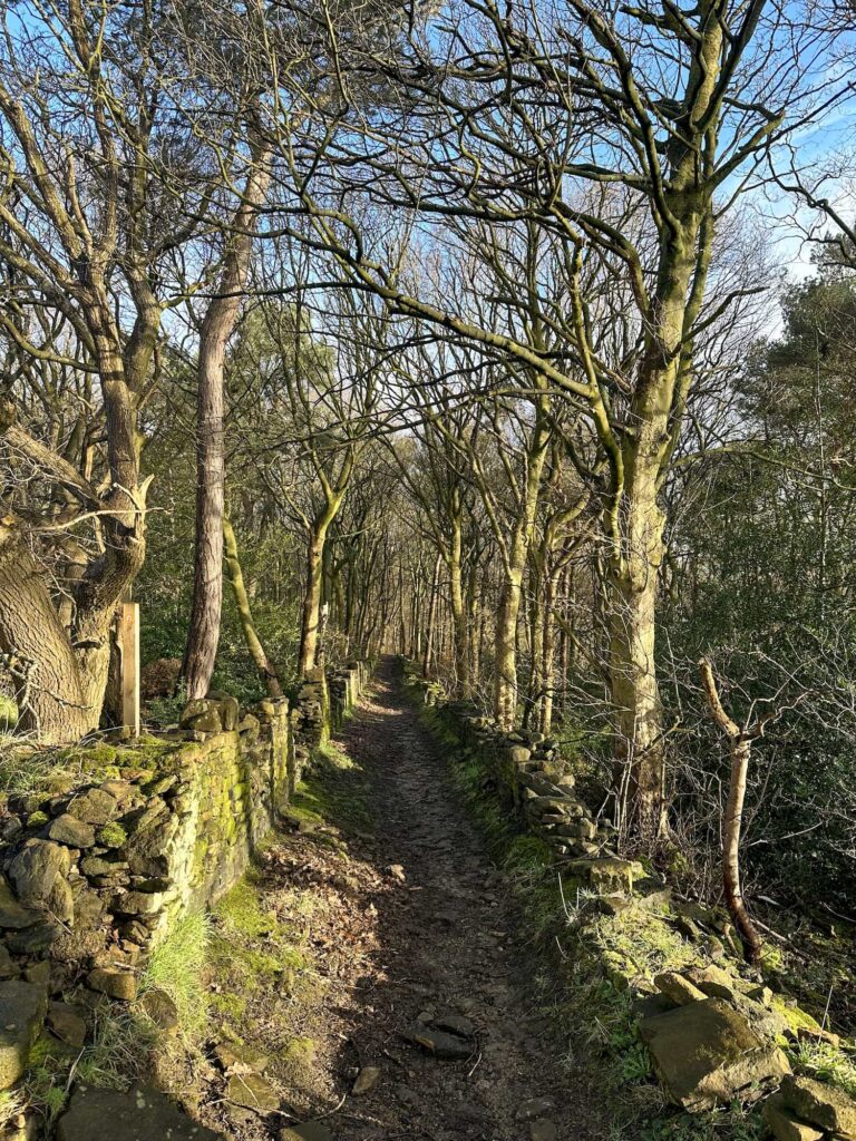 A track down a woodland with trees either side of a stone wall 