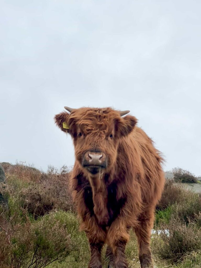 A Highland Cow style calf looking at the camera