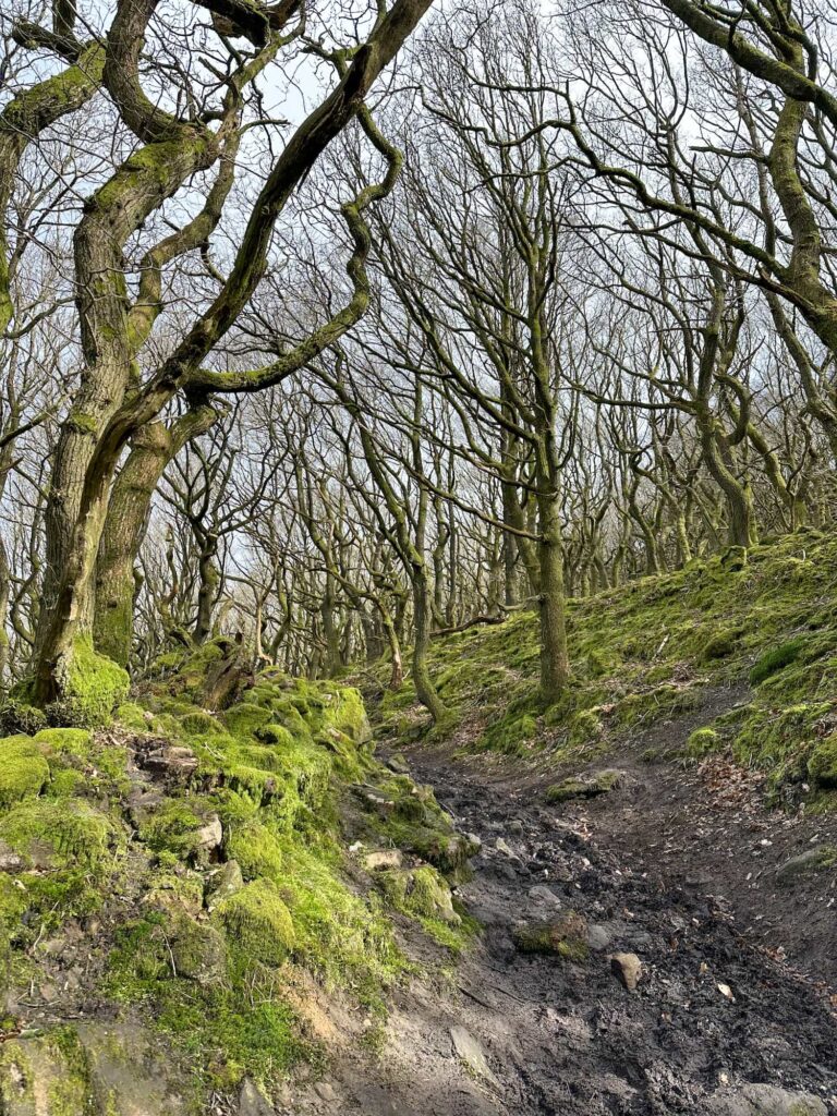 Ancient mossy woodland at Priddock Woods