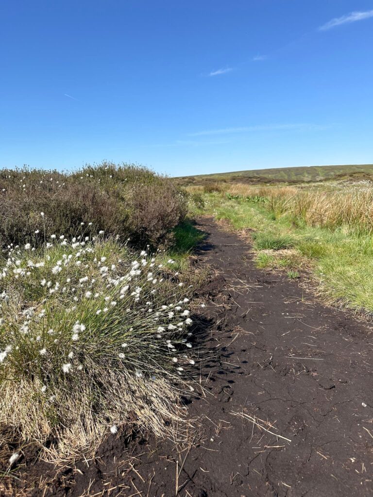 A view of moorland cotton grass in Spring