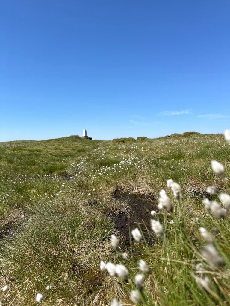 Black Hill trig point in the distance, with cotton grass in the foreground