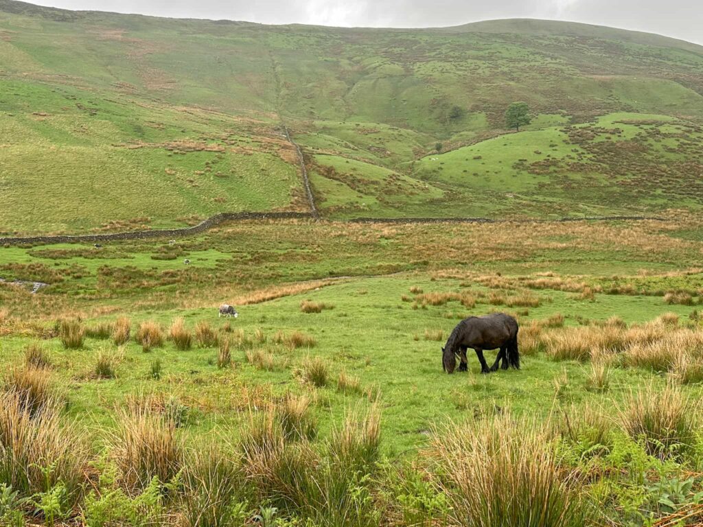 A black fell pony grazing on the hillside in Cumbria