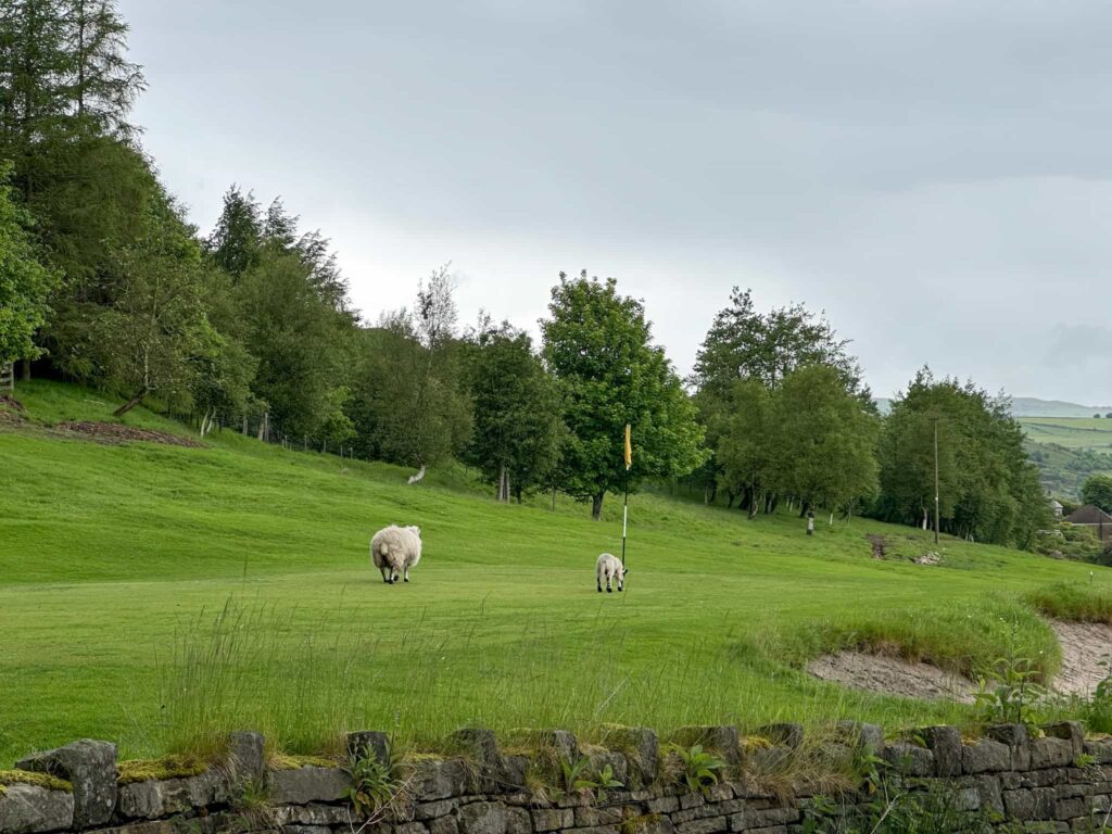 Two sheep on a golf course