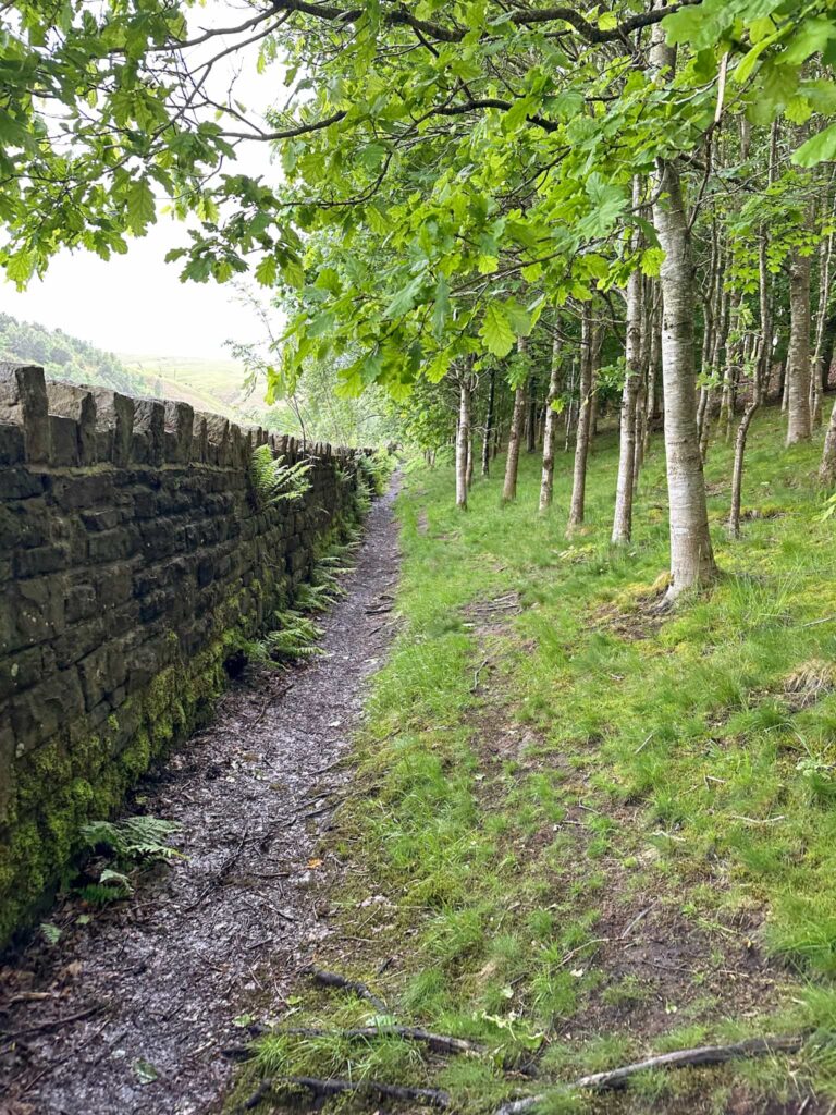 A path running alongside woodland