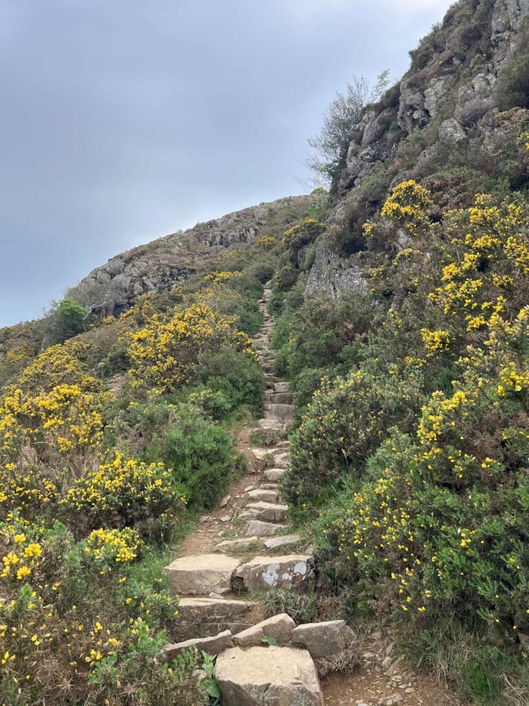 A steep path up the mountain flanked by yellow gorse either side