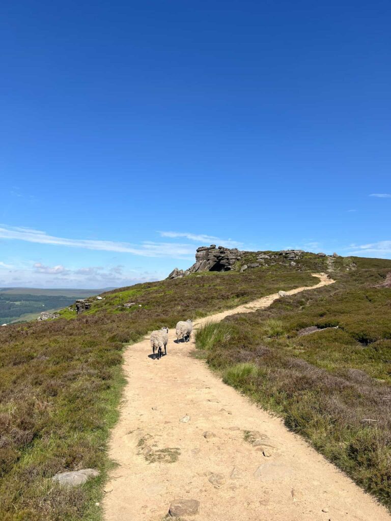 A sandy track on the moors, with two sheep walking on it