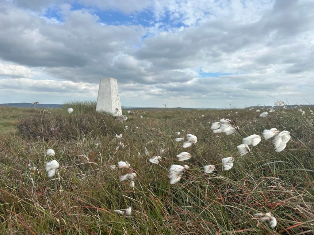 Westend Moor trig point surrounded by white cotton grass