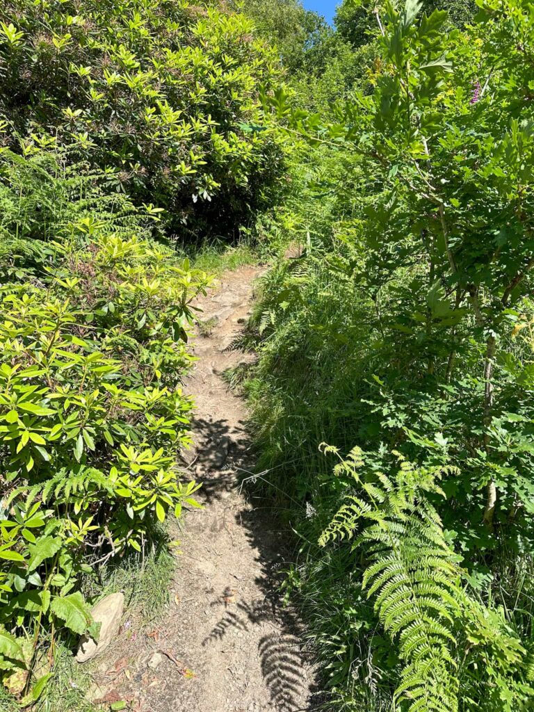 A path up through some trees