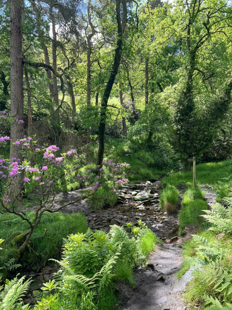 A path through the woods