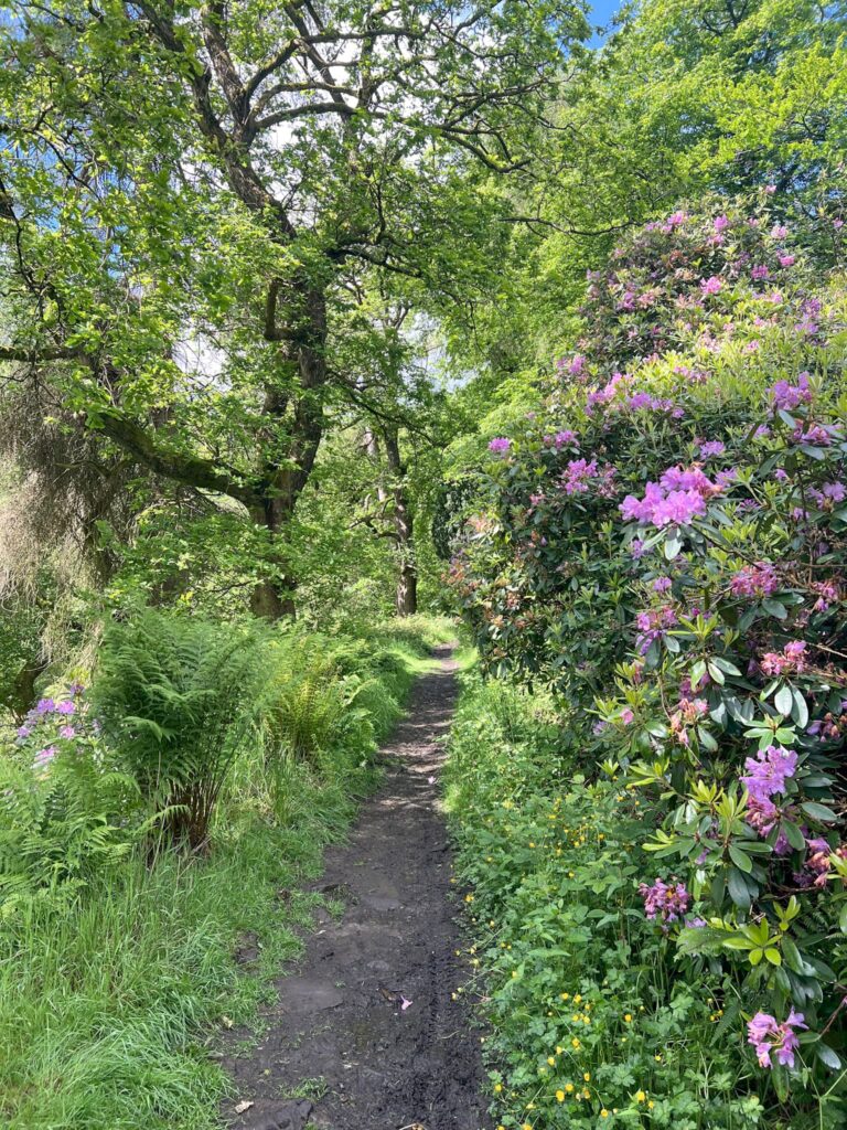 A wooded path with pink rhododendron flowers to the right of the image