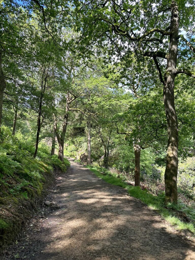 A woodland path