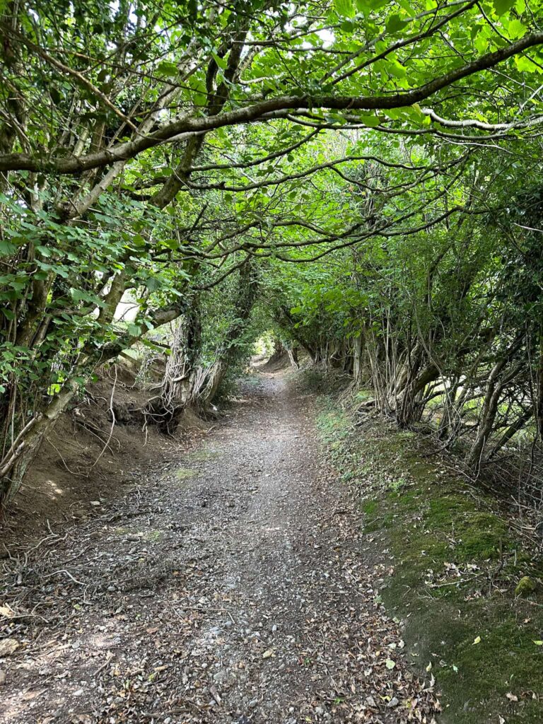 A track through woodland