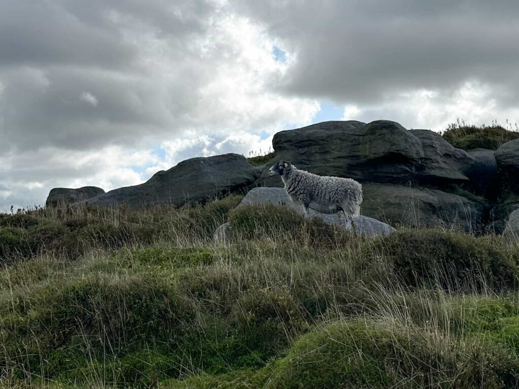 A sheep posing on some rocks on Kinder Scout