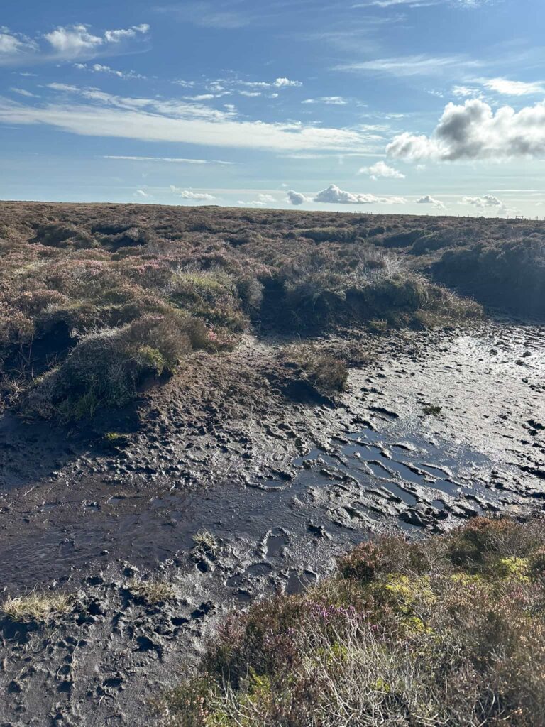 A boggy patch 