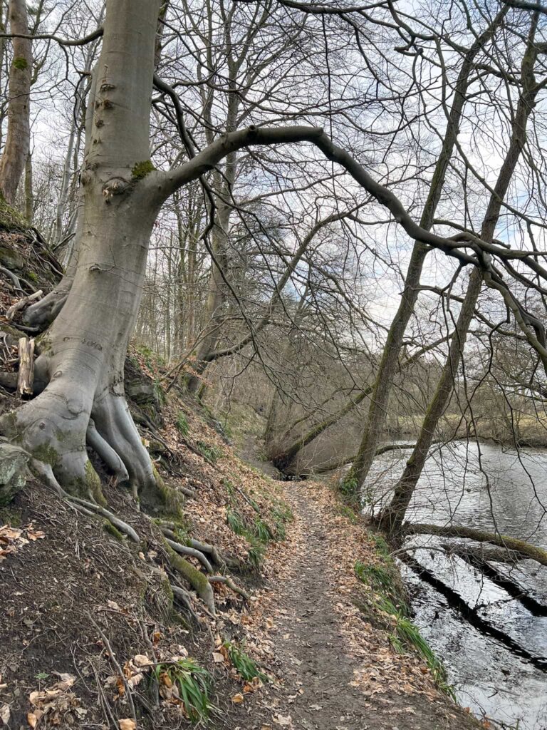 A muddy riverside path