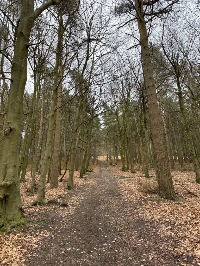 Steep woodland path up through some trees