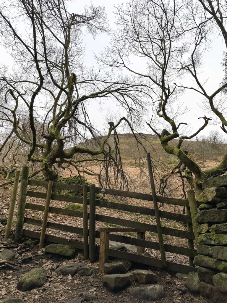 A wooden stile and some very gnarly old trees