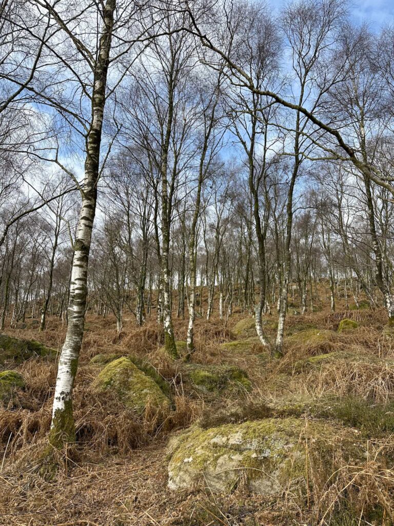 A birch tree woodland