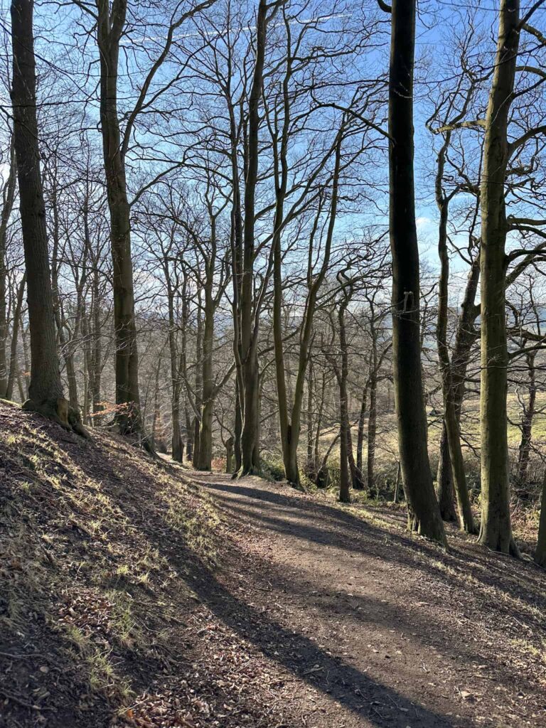 Moorseats Woods