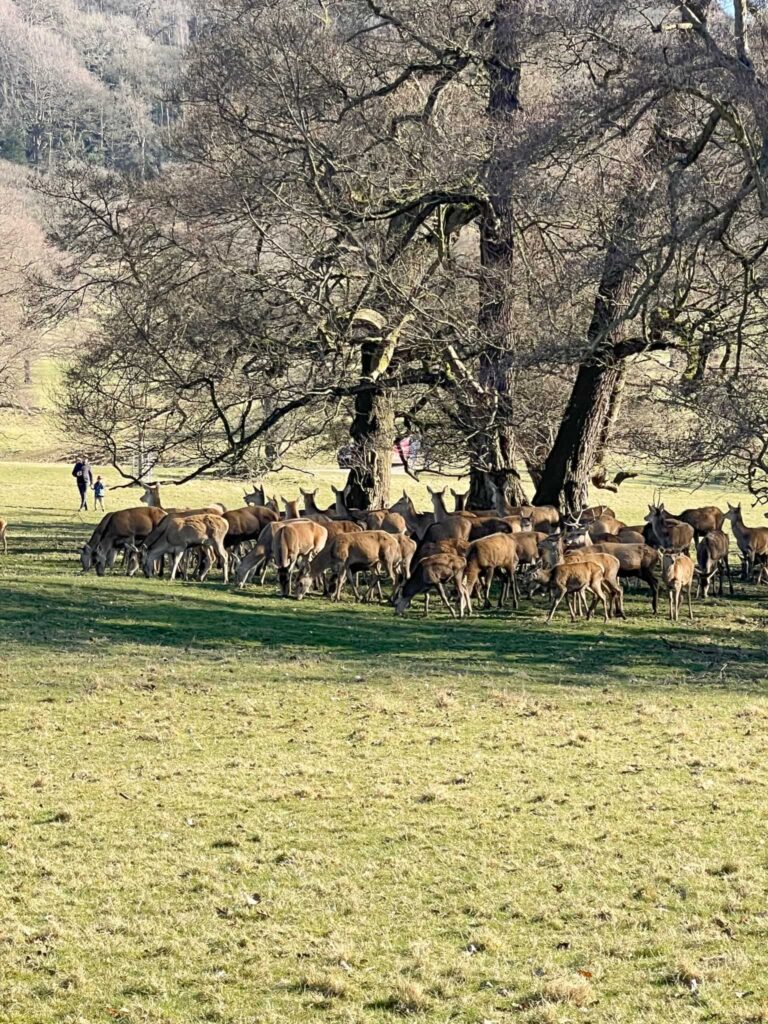 A herd of deer at Chatsworth House