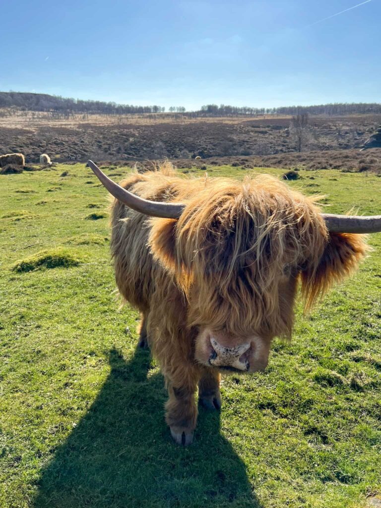 A ginger Highland cow