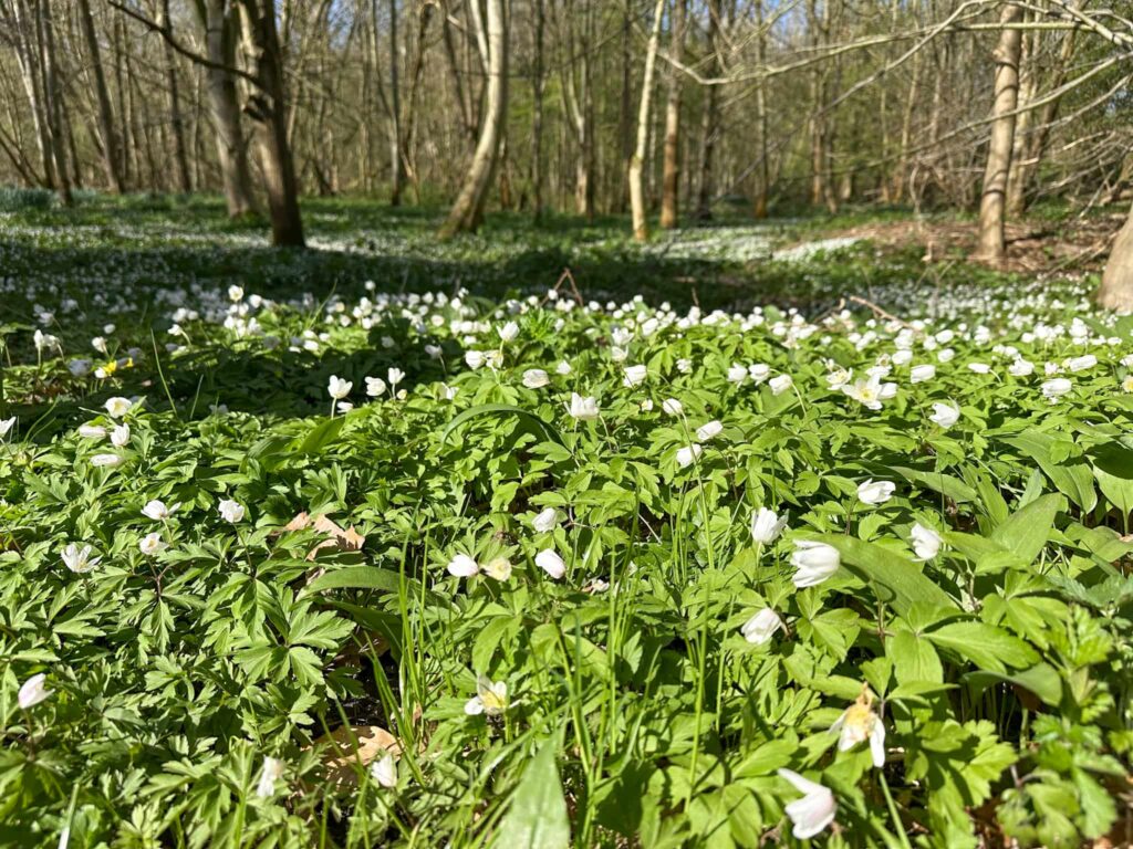 Wood Anemones, Bretton Park