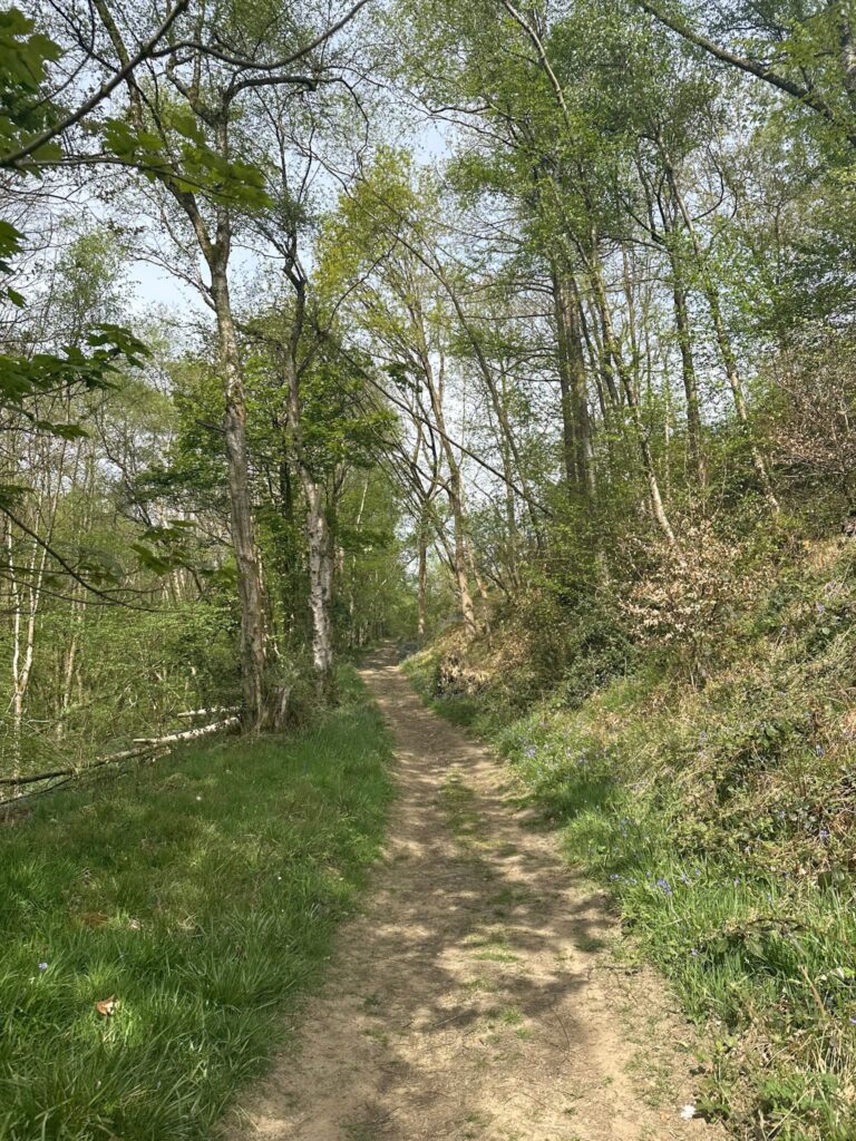 A track through a wood