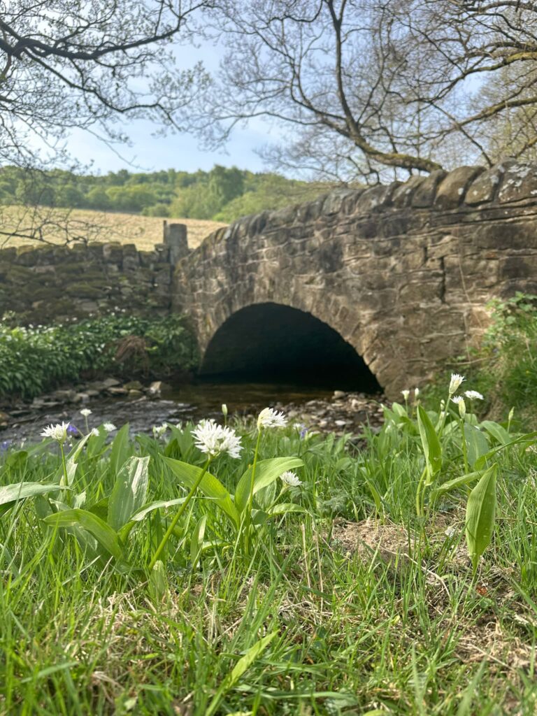 A stone bridge with wild garlic growing in the foreground