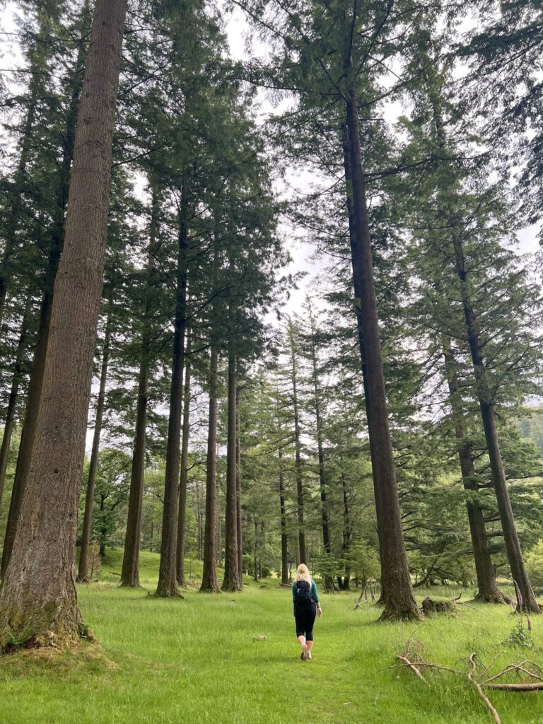 A woman walking in and amongst some giant trees
